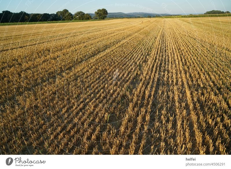 Abgeerntetes Getreide Feld im Spät Sommer in Deutschland abgemäht Getreidefeld Kornfeld Acker Ackerbau Weizenfeld Nutzpflanze Ernährung stachelig