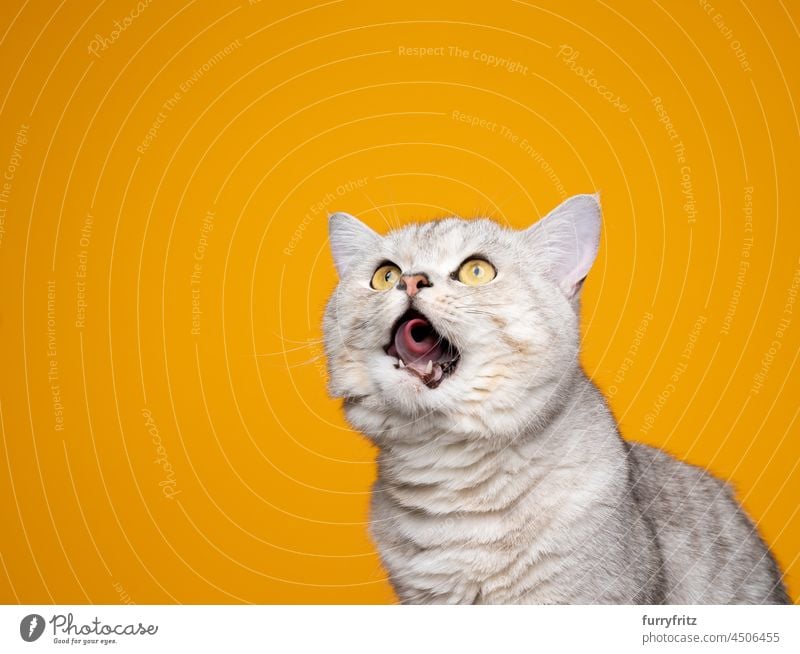 hungrige silber gestromte Katze rollt Zunge leckt Lippen auf gelbem Hintergrund Rassekatze Haustiere britische Kurzhaarkatze gelbe Augen fluffig Fell katzenhaft