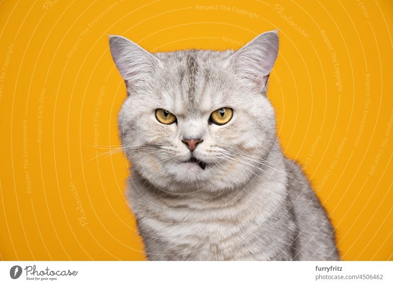 lustige Britisch-Kurzhaar-Katze, die verärgert und wütend auf gelbem Hintergrund schaut Rassekatze Haustiere britische Kurzhaarkatze gelbe Augen fluffig Fell