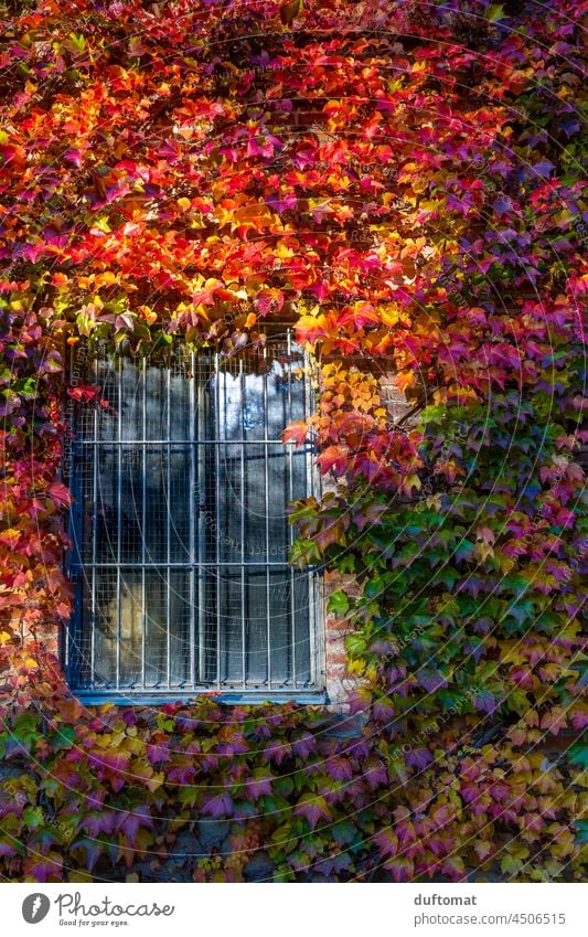 Fenster, das mit rot gefärbten Blättern bewachsen ist Herbst Wein Blatt Natur natürlich ranken Pflanze Wilder Wein herbstlich Backsteinwand Herbstlaub lila