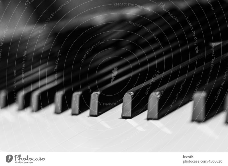 Klaviertasten_schwarz-weiß Schwarzweißfoto Musikinstrument Detailaufnahme Nahaufnahme Tateninstrument