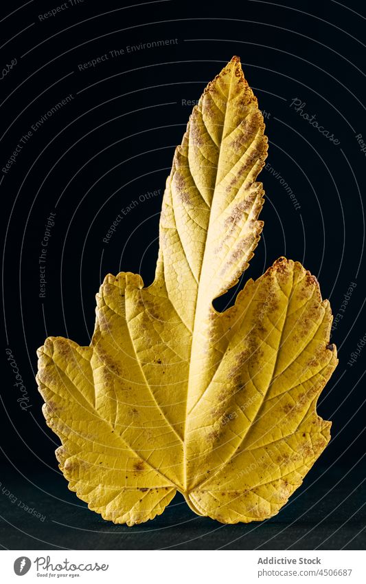 Herbstlaub auf Holzoberfläche trocknen Blatt Ahorn gelb verblassen fallen Textur September orange Herbarium laubabwerfend Vorbau verdorren Saison Element