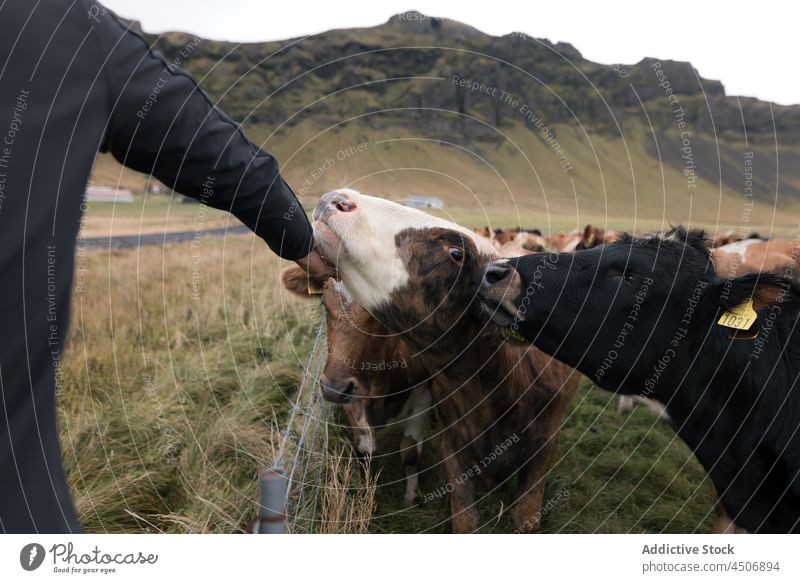 Anonymer Mann streichelt weidende Kühe auf einer Wiese Kraulen Kuh Tier Landschaft Weide Reisender Natur grasbewachsen Feld Tal männlich Hand Streicheln