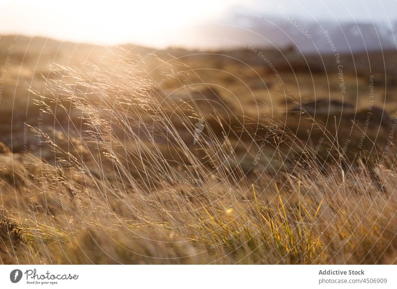 Trockenes grasbewachsenes Feld auf dem Lande an einem sonnigen Tag Gras Spitze Natur Landschaft Sonnenlicht malerisch Tal ländlich Gelände Island tagsüber