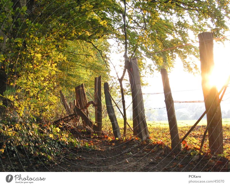 die letzten warmen Sonnenstrahlen Zaun Wald Baum Blatt Herbst Spaziergang