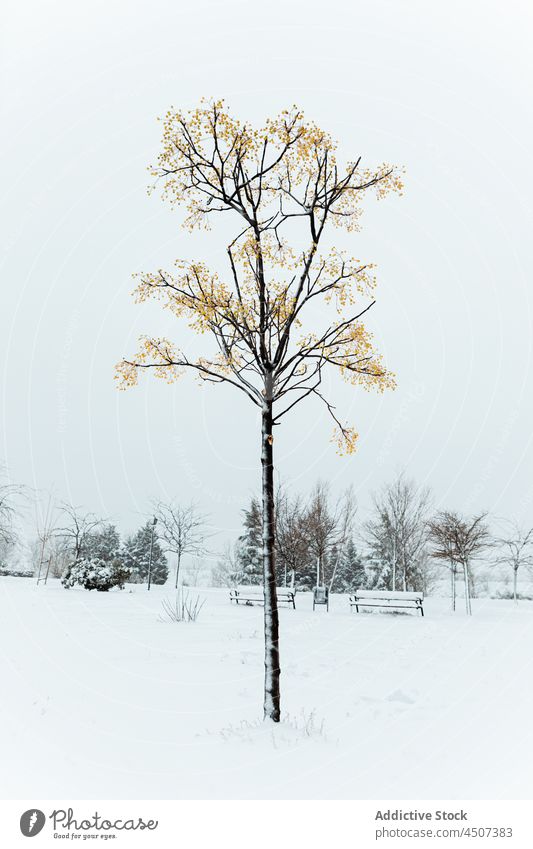 Winterpark mit blattlosem Baum in der Stadt Park Schnee Natur Landschaft vegetieren laublos kalt urban Botanik Ast Einsamkeit Himmel Großstadt Straße Madrid