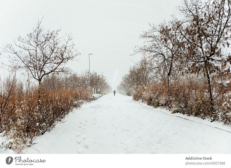 Mann geht auf verschneitem Weg zwischen blattlosen Bäumen Winter Schnee Baum kalt Park Gasse Fußspuren Laufsteg Straße Saison männlich Winterzeit Frost