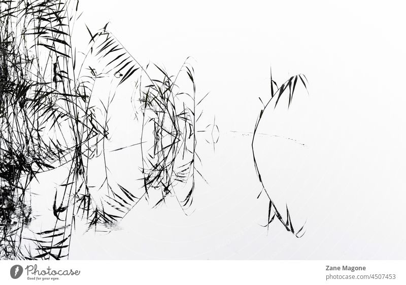 Abstrakte Pflanzen mit Reflexion auf Wasser abstrakt sehr wenige Silhouette Umrisslinie künstlerisch See botanisch Landschaft Blätter Schilfrohr Schilfgras