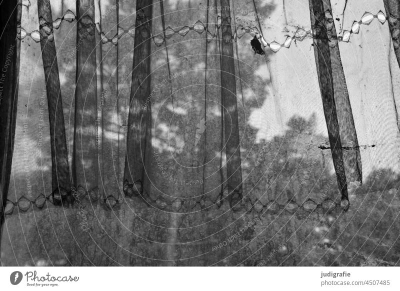 Gardine vor Fenster eines leerstehenden Bungalows Aussicht Baum transparenz zart alt marode verlassen Vergänglichkeit kaputt Wandel & Veränderung Vergangenheit