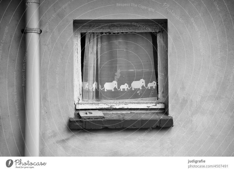 Elefanten am Fenster Hauswand Regenrinne trist Gardine Kinderzimmer rührend grau Fassade Wand wohnen Fensterbank alt Gebäude Mauer Häusliches Leben Wohnung