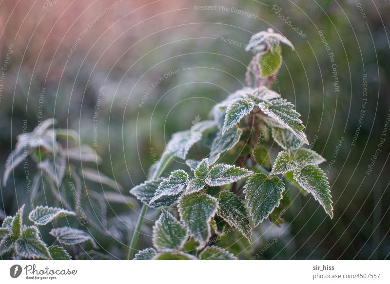 UT Teufelsmoor|Brennessel im Rauhreif grün Pflanze Morgendämmerung Morgennebel im Herbst Blätter Morgentau