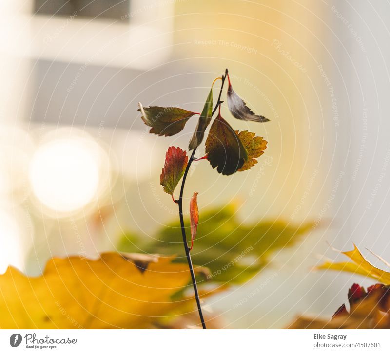 Ein Zweig mit letzten,bunten Blättern reckt sich durch das Herbstlaub zum Sonnenlicht Blatt Herbstfärbung rot Menschenleer Natur Farbfoto Pflanze herbstlich