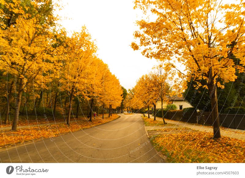 Herbstlaub - Allee Bäume ... Blatt Herbstfärbung Farbfoto gelb Menschenleer mehrfarbig herbstlich Außenaufnahme Herbstwald Tag