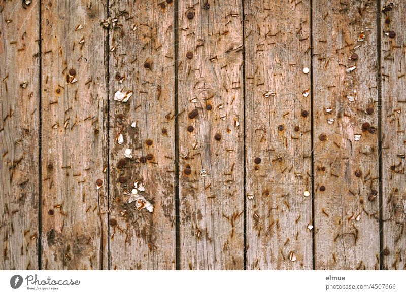 Holzwand für öffentliche Aushänge mit zahlreichen rostigen Nägeln und Reißzwecken und Resten von Papier / Schwarzes Brett Anschlagwand öffentliche Anschläge