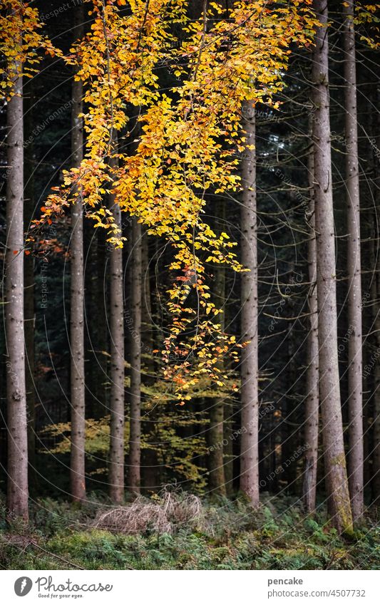 schlaraffenland | goldregen Herbst Herbstfarben Wald Baum Blätter golden Gold Goldregen gelb Laubwerk Hintergrund Reichtum Schlaraffenland farbenfroh