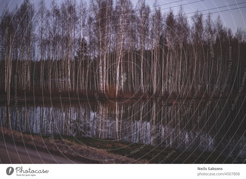 Überschwemmungen im Birkenwald an der Landstraße abstrakt Hintergrund schön Schönheit schwarz Farbe Kontrast dunkel dekorativ Design dreckig Europa Europäer