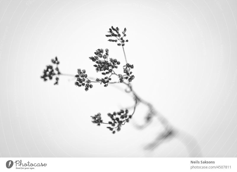 trockenes Gras auf weißem Schnee-Hintergrund. Minimal schwarz und weiß Transparente schön Schönheit Blütezeit blau Holzplatte Blumenstrauß Ast Postkarte