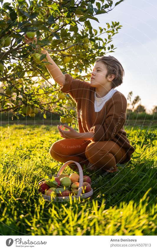 Mädchen pflückt frische Bio-Äpfel Apfel Obstgarten Ernte Teenager Bauernhof organisch Hand Lebensmittel Herbst Garten Baum grün Frucht Korb fallen