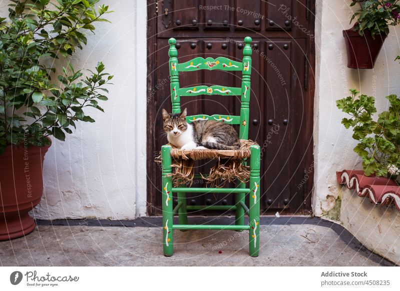 Katze auf Stuhl in der Nähe des Gebäudes Tür Eingang Haustier Terrasse Tier wohnbedingt heimisch Pflanze katzenhaft verweilen Straße niedlich Wachstum Topf