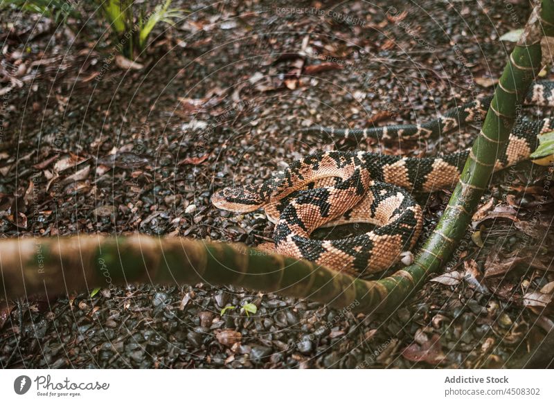 Südamerikanische Bushmaster-Schlange in der Natur Gift Lachesis muta Gefahr Reptil Tier wild krabbeln Lebensraum Kreatur Südamerikanischer Bushmaster Zoologie