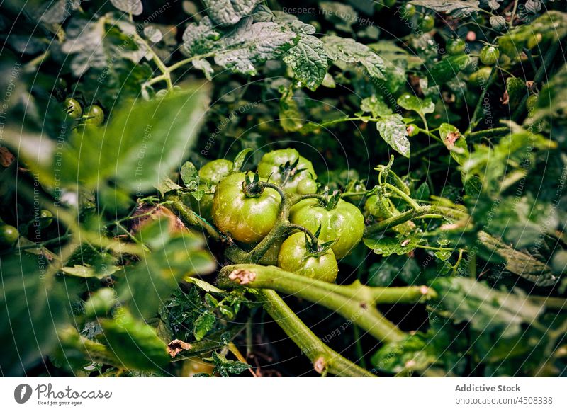 Grüne Tomaten, die auf Zweigen in einem Bauernhof wachsen unreif Ackerbau kultivieren Agronomie Pflanze Gemüse Feld Landschaft Ast Lebensmittel Schonung
