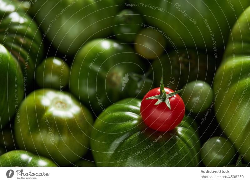 Kirschtomaten auf einem Haufen grünem Gemüse unreif Tomate Ernte Ackerbau Bauernhof Inszenierung Lebensmittel roh kultivieren produzieren ganz heilsam Agronomie