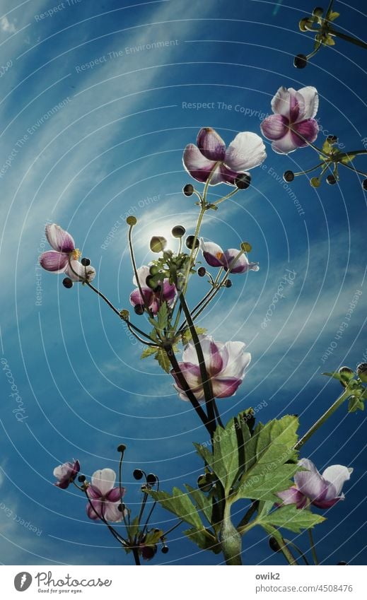 Girlanden Anemonen Blütenknospen Wachstum Sonne Himmel Garten Kontrast Duft Totale Menschenleer der Sonne entgegen Hoffnung offen Sträucher Kleingartenkolonie