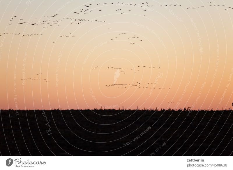 Zugvögel in Linum (Kraniche) abend baum brandenburg dorf dunkel dämmerung gänse himmel kraniche landschaft landwirtschaft linum ländlich natur naturschutz