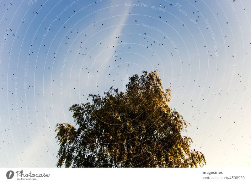 ein Schwarm Stare fliegen über eine Birke Vögel Vogelschwarm viele Freiheit Vogelflug Himmel frei Wildtier Außenaufnahme Tiergruppe Zugvogel Natur Umwelt