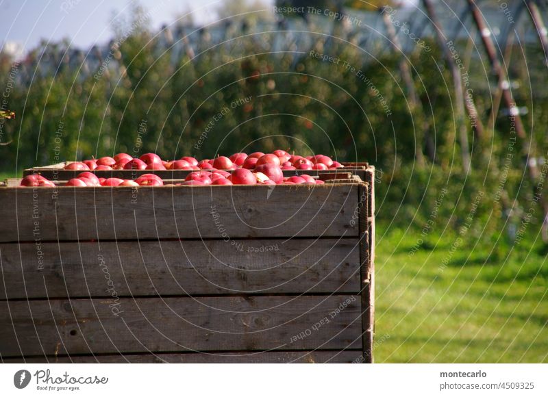 Frische knackige Bodenseeäpfel Apfel Frucht Lebensmittel Natur Ernte saftig lecker frisch rot süß Herbst Umwelt Landwirtschaft natürlich Apfelbauer Plantage