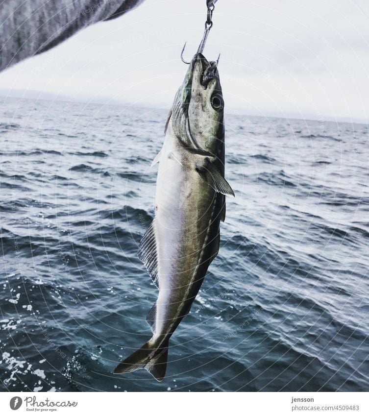 Seelachs an einem Angelhaken Angeln fischen Meer Fisch fangen Fischereiwirtschaft Außenaufnahme Wasser Farbfoto Freizeit & Hobby Angler Lebensmittel Ernährung