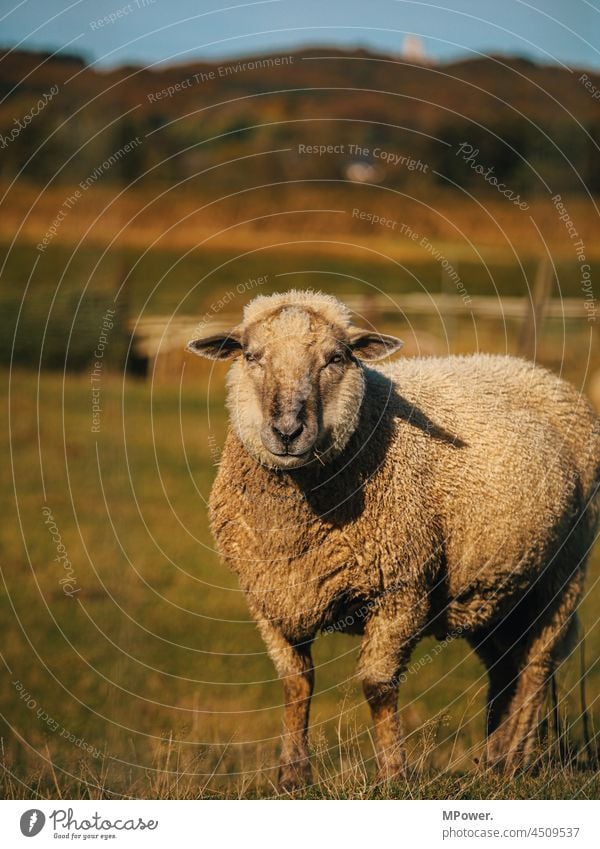 wollspender Schaf Tier Tierporträt Weide Wolle Wiese Nutztier Landwirtschaft Menschenleer Fell