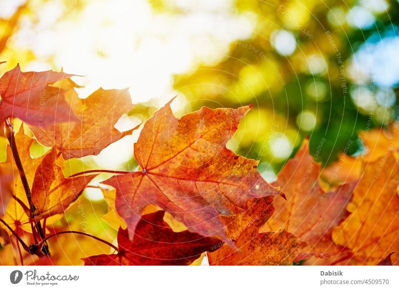 Bunte Herbstblätter Hintergrund fallen Ahorn Blatt farbenfroh Natur Laubwerk Farbe Oktober November abstrakt Baum Muster Textur Transparente Sonne Saison orange
