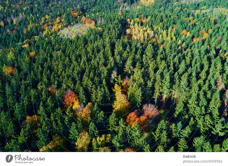 Luftaufnahme der mit Herbstwald bedeckten Berge Berge u. Gebirge Wald Baum Landschaft Natur reisen im Freien malerisch Hintergrund Muster Blatt schön Antenne