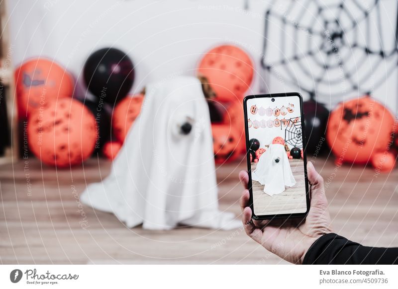 unerkennbare Frau Hand, die ein Bild mit Handy zu Hund trägt Geist Halloween-Kostüm zu Hause. Halloween Dekoration Partei jack russell mexikanisch Gesichtsmaske