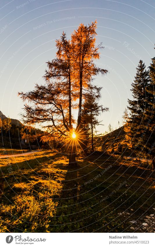 Sonnenuntergang zwischen Ästen Sonnenlicht Landschaft Rosengarten Dolomiten Berge u. Gebirge Außenaufnahme Natur Farbfoto Alpen Menschenleer Südtirol Himmel