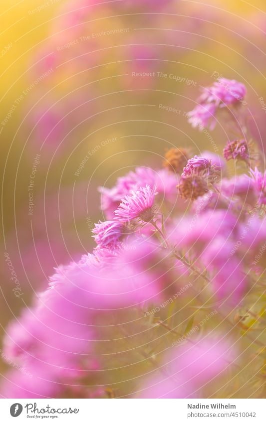 Pinke Alpen-Aster Astern pink Blume Natur Pflanze Blüte Herbst Garten rosa Sommer Nahaufnahme Unschärfe unscharfer Hintergrund Unschärfe im Hintergrund
