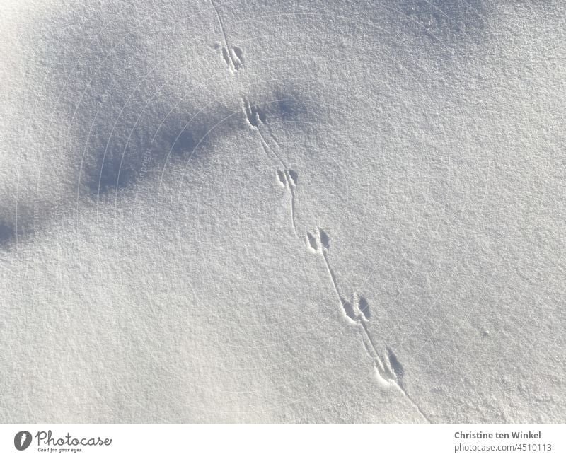 Tierspuren im Schnee mit Sonnenlicht und Schatten Winter weiß kalt Spuren im Schnee Schneedecke Schneespur Winterstimmung Licht Wintertag Natur Kontrast Wetter