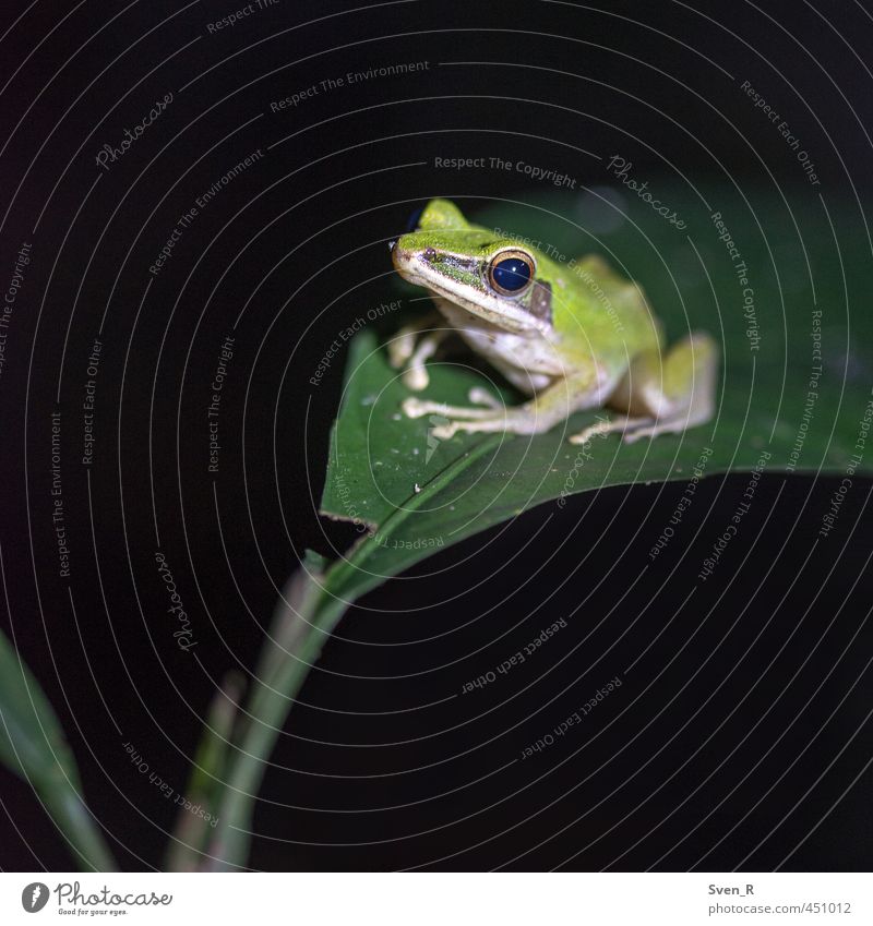 Der Froschkönig Natur Wildtier 1 Tier beobachten sitzen niedlich grün friedlich Farbfoto Nahaufnahme Textfreiraum links Textfreiraum unten Nacht Kunstlicht