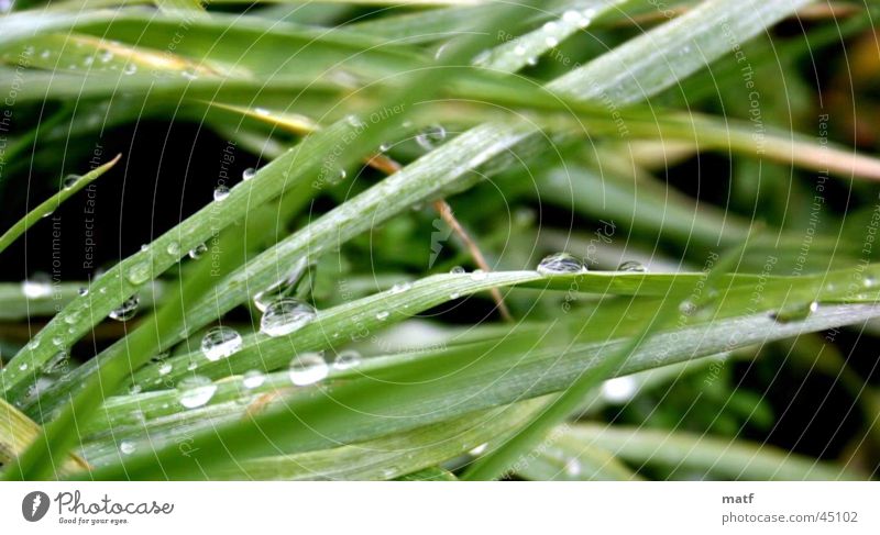 Gras mit Tau nass feucht nah Urwald wassertropen Wasser Detailaufnahme delailaufnahme Nahaufnahme