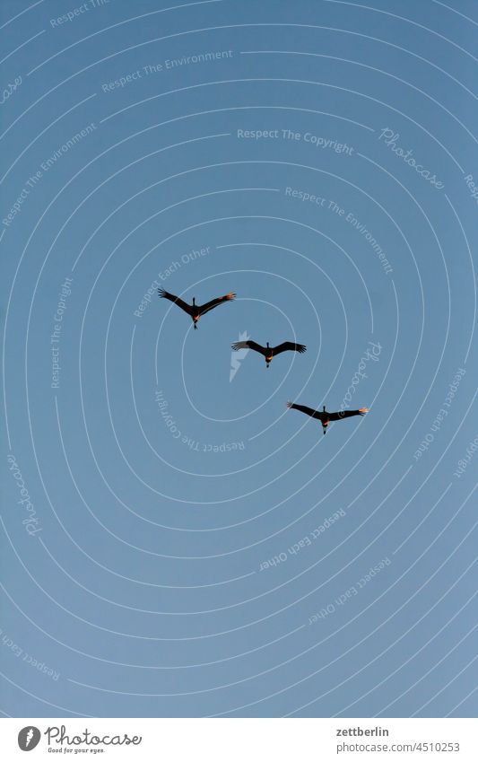 Drei Zugvögel in Linum (Kraniche) abend baum brandenburg dorf dunkel dämmerung gänse himmel kraniche landschaft landwirtschaft linum ländlich natur naturschutz