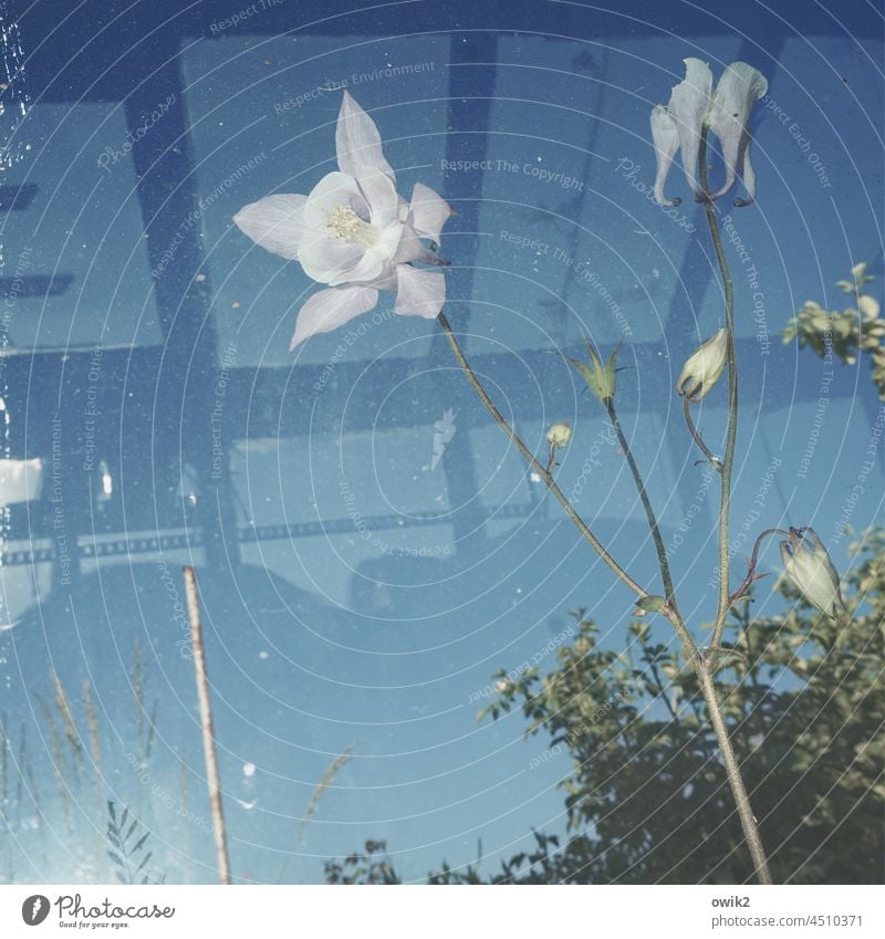 Grazil Akelei Pflanze Frühlingsblume Froschperspektive Blick nach oben elegant filigran Blütenstempel Blitzlichtaufnahme frisch zart Blütenkelch Lebendigkeit