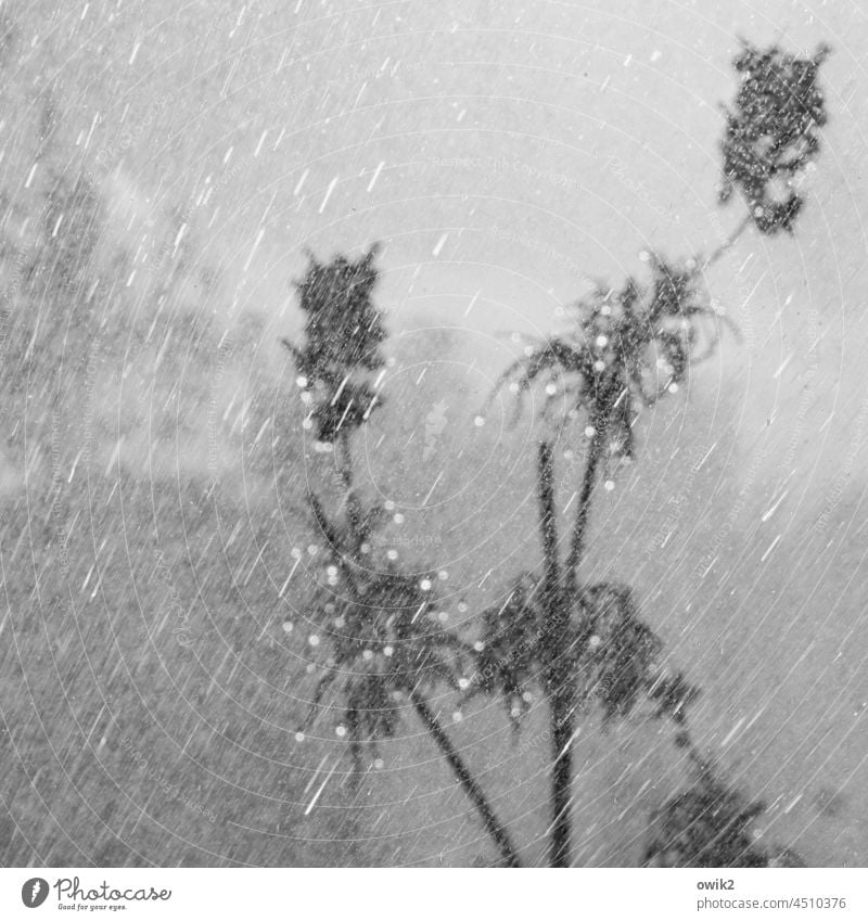 Verregnet Garten Frühling Regen nass Wasser Wassertropfen gießen Nahaufnahme Lichterscheinung Dusche Gegenlicht feucht Pflanze Außenaufnahme geheimnisvoll