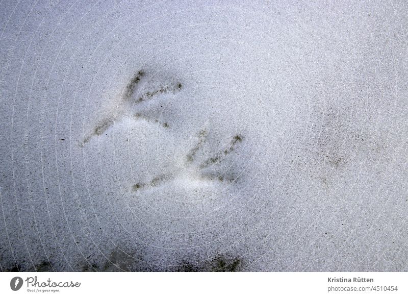 krähenfüße im schnee vogelspuren fußabdrücke fußspur vogelkrallen vogelfuß vogelfüße schneespuren rabe dohle verschneit frost frostig kalt winter