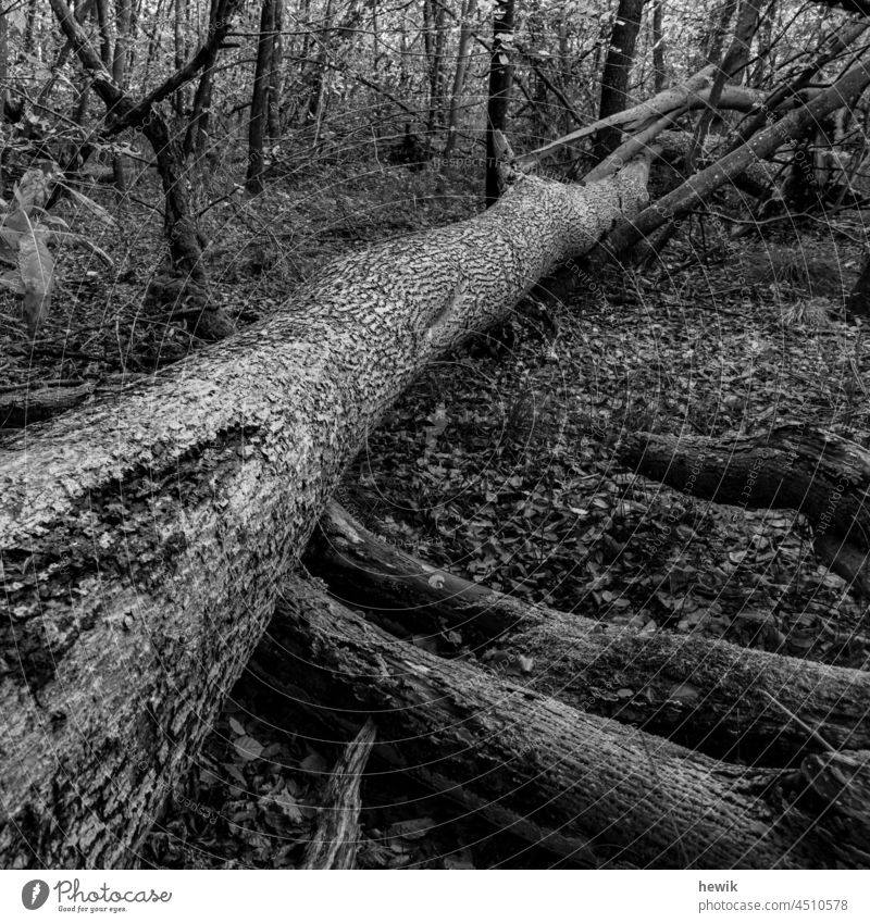 Umgefallener Baumstamm Totholz Wald Natur Schwarzweiß diagonal unberührt Verfall
