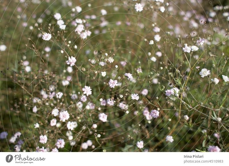 Wilde kleine weiße Blüten im grünen Gras. Caryophyllaceae, Gypsophila (Rosenschleier). Weiße Holzblüten. Stellaria graminea ist eine Blütenpflanzenart aus der Familie der Caryophyllaceae.
