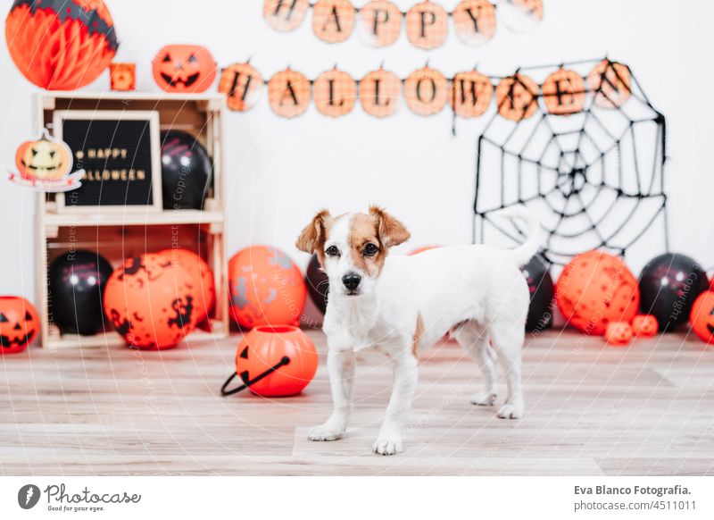süßer Jack Russell Hund zu Hause liegend vor Halloween Party Dekoration mit Girlande, orangen Luftballons und Netz jack russell heimwärts Tracht Kürbis klein
