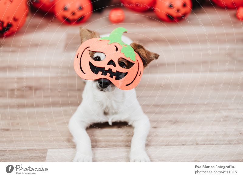 Süßer Jack Russell Hund zu Hause im Halloween-Kürbiskostüm. Halloween Party Dekoration jack russell heimwärts Tracht orange klein niedlich schön bezaubernd Buh