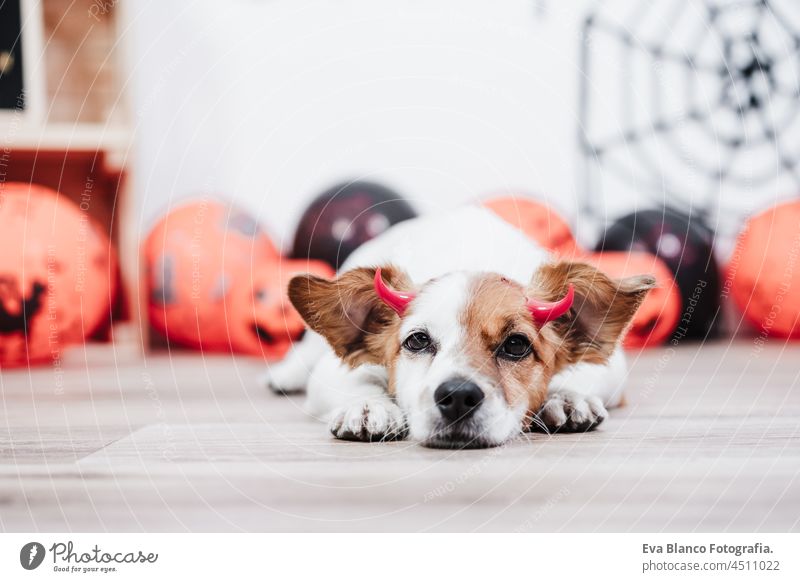 Jack Russell Hund zu Hause während Halloween auf dem Boden liegend mit roten bösen Hörnern. Halloween-Party Dekoration mit Girlande, orange Luftballons und Netz