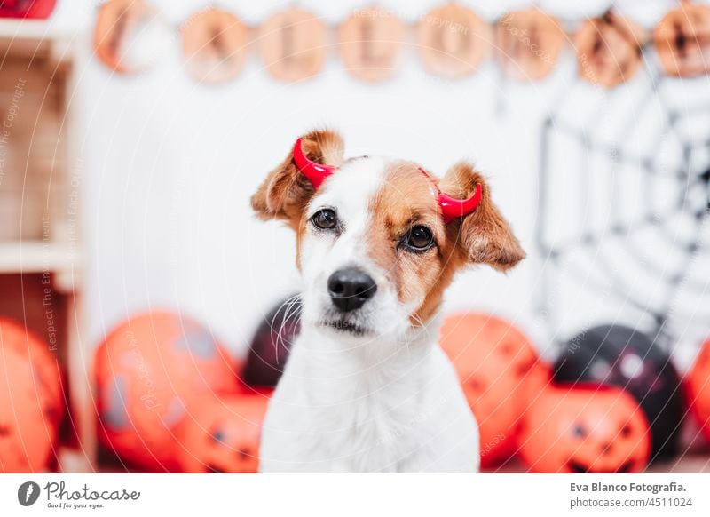 Jack Russell Hund zu Hause während Halloween trägt rote böse Hörner. Halloween-Party-Dekoration mit Girlande, orangefarbenen Luftballons und Netz jack russell